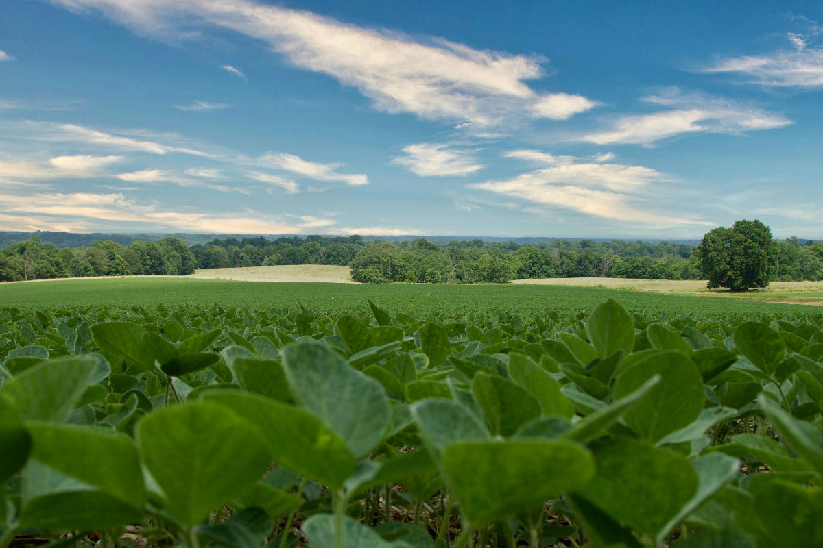 Green soybean field with a blue sky and white clouds